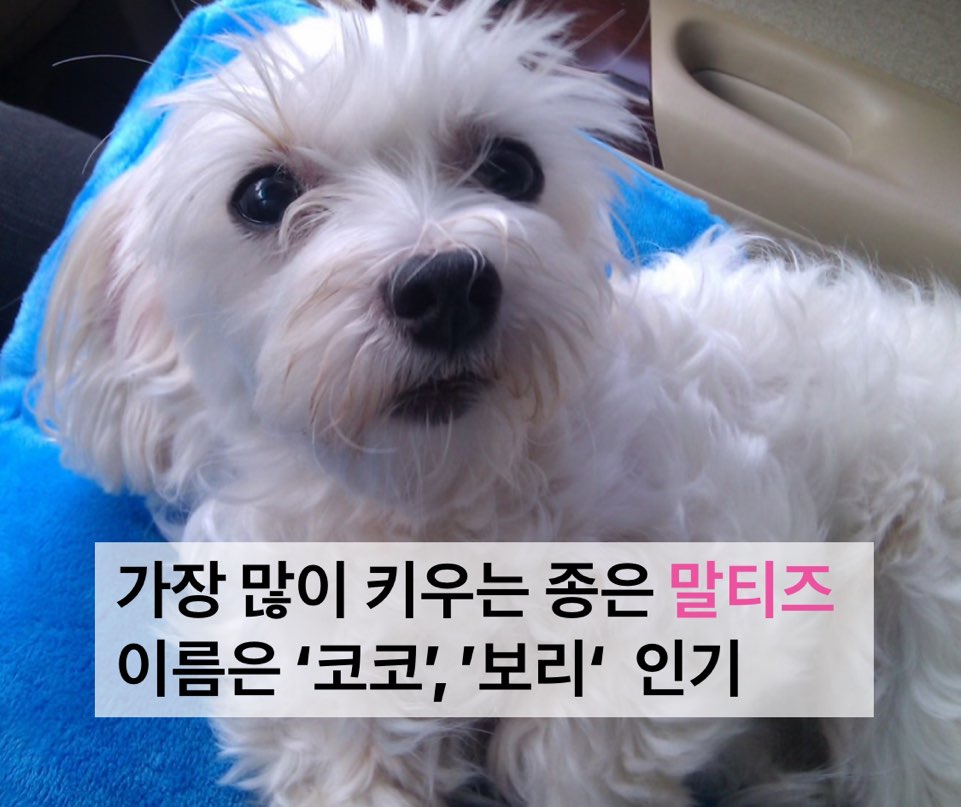 가장 많이 키우는 종은 ‘말티즈’…이름은 ‘코코’, ‘보리’ 순으로 인기